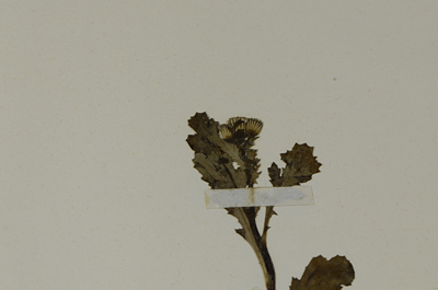 Detalle 2